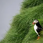 Puffin 3*