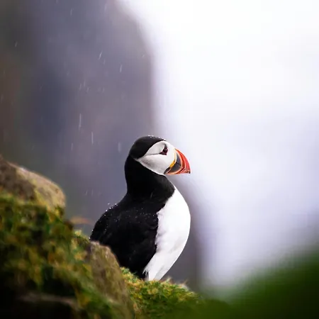Puffin לינה וארוחת בוקר ליסדונורנה