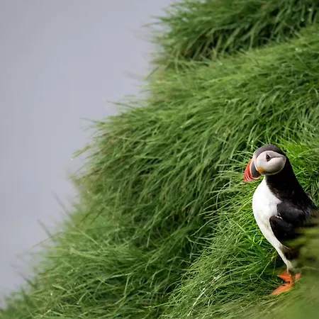 Puffin 3*